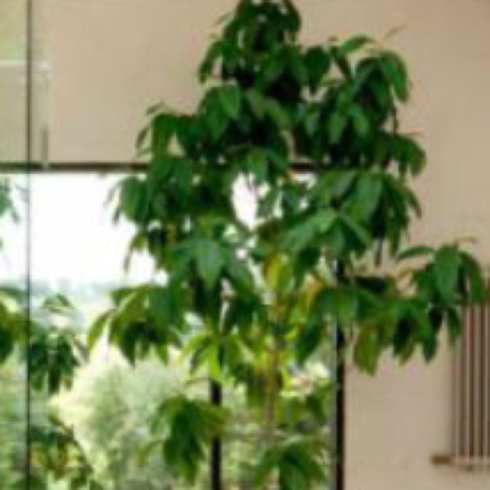 Meet your Posher, Angelica